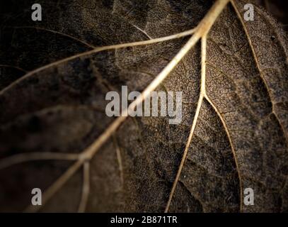 Nahaufnahmen von sich wiederholenden Motiven oder Elementsuiten für Hintergrund oder Hintergrund, in Farbe oder Schwarzweiß. Stockfoto