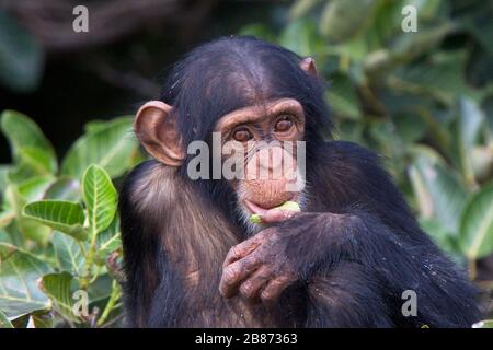 Young Chimpanzee (Pan troglodytes) in a Tree, Eating, Chimpanzee Rehabilitation Project, River Gambia National Park, Gambia. Stockfoto