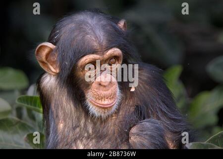 Young Chimpanzee (Pan troglodytes) in a Tree, Chimpanzee Rehabilitation Project, River Gambia National Park, Gambia. Stockfoto