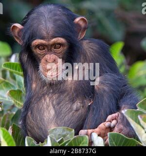 Young Chimpanzee (Pan troglodytes) in a Tree, Chimpanzee Rehabilitation Project, River Gambia National Park, Gambia. Stockfoto