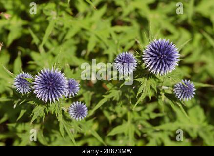 Blaue Echinops blühen in Form einer Kugel auf dem Hintergrund grüner Blätter Stockfoto