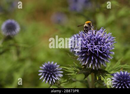 Hummeln auf blauen Blumen Echinops 11 Stockfoto