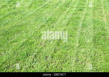 Mähen Sie das natürliche, gestreifte Grünrasenfeld als Hintergrund in der diagonalen Ansicht des Sommertags Stockfoto