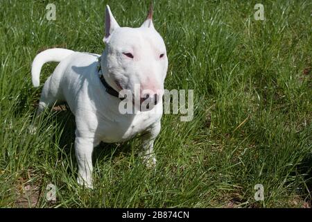 Miniatur-Bullenterrier sitzt in einem grünen Gras. Englischer Bullenterrier oder der weiße Kavalier. Haustiere. Stockfoto
