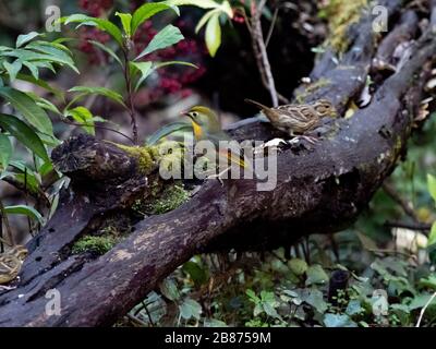 Ein Schwarzgebäck, Emberiza spodocephala, ruht auf einem umgestürzten Holzklotz in einem japanischen Waldpark in Kanagawa, Japan. Stockfoto