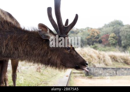 Sambar Deer, Sri Lanka, Sri Lanka, asien, asien Stockfoto