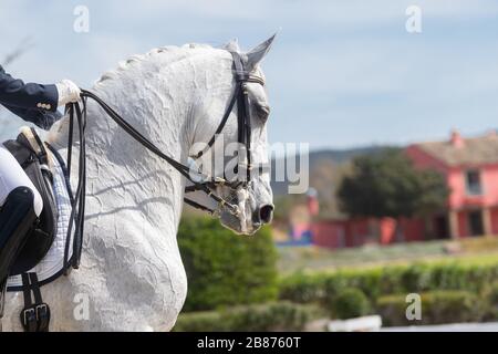 Gesichtsporträt einer weißen lusitano-stute in einem Dressurwettbewerb Stockfoto