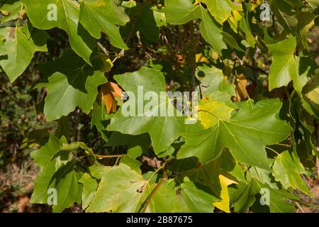 American Plane oder Sycamore Tree (Platanus occidentalis) in einem Park im ländlichen Devon, England, Großbritannien Stockfoto