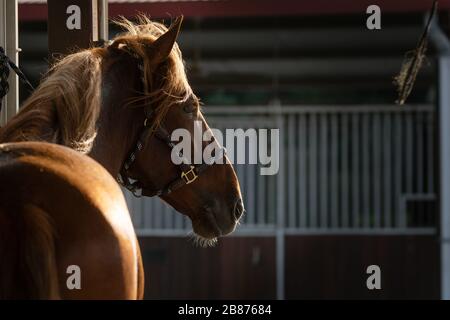 Hintergrundbeleuchtetes Porträt eines spanischen Kastanienpferdes im stabilen Korridor Stockfoto