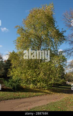 Platanus orientalis (Oriental Plane Tree) in einem Country Cottage Garden im ländlichen Surrey, England, Großbritannien Stockfoto