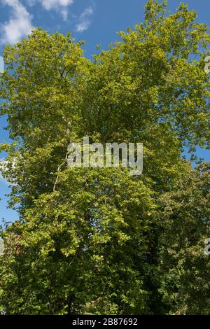 Laub ein London Plane Tree (Planatus x acerifolia oder Platanus x hispanica) mit hellblauem Himmel Hintergrund in einem Garten in West Sussex, England, Großbritannien Stockfoto