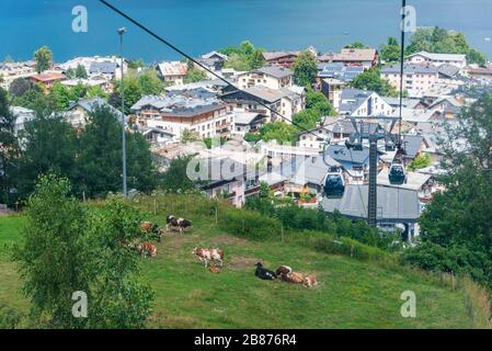 Stadtbild der Apinenstadt Zell am See und Zeller See in Österreich. Sommerwiesen mit Kühen und Skigondeln in den Alpen in der Salzburger Region. Stockfoto