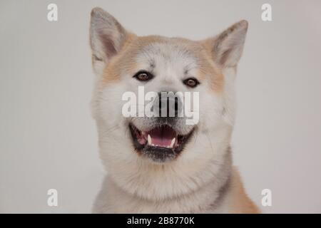 Akita inu isoliert auf grauem Hintergrund. Akita ken oder japanische Akita. Haustiere. Stockfoto