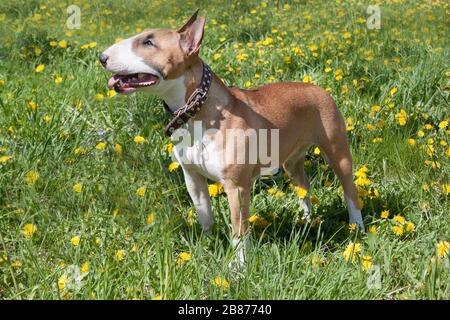 Cute Miniatur Bullterrier steht auf einer grünen Wiese. Heimtiere. Drei Monate alt. Stockfoto