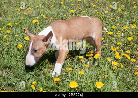 Niedlicher Miniatur-Bullenterrier spielt auf einer grünen Wiese. Haustiere. Drei Monate alt. Stockfoto