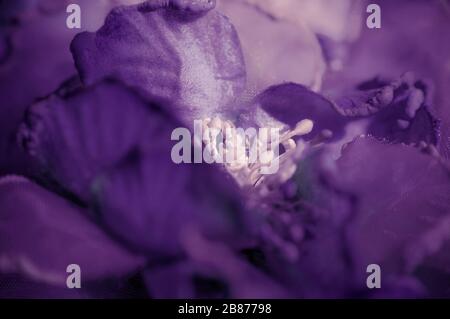 Nahaufnahmen von sich wiederholenden Motiven oder Elementsuiten für Hintergrund oder Hintergrund, in Farbe oder Schwarzweiß. Stockfoto