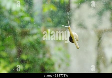 Schnecke kriecht langsam auf Glastür mit Gartenhintergrund Stockfoto