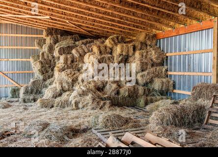 Gestapelte Heuballen, American Family Farm Stockfoto