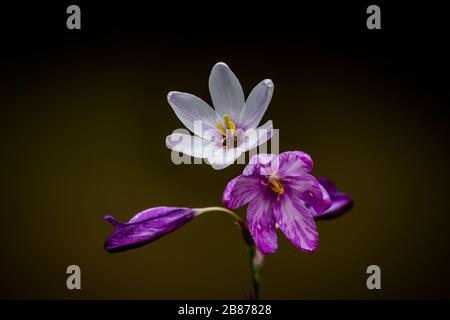 Iris Stockfoto