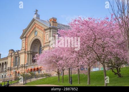 Frühling, Alexandra Palace mit Kirschblüten in London, England Stockfoto