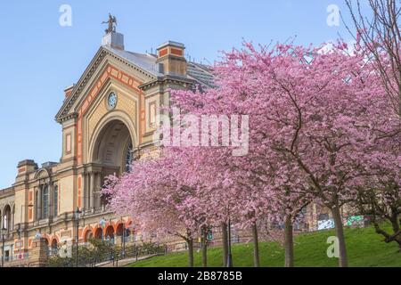 Frühling, Alexandra Palace mit Kirschblüten in London, England Stockfoto