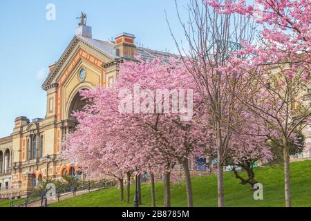 Frühling, Alexandra Palace mit Kirschblüten in London, England Stockfoto