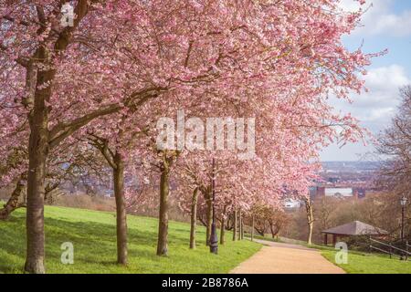 Frühling, Kirschblüten im Alexandra Park in London Stockfoto