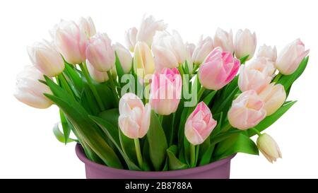 Ein großer Blumenstrauß aus weißen und magentafarbenen Tulpen (Lilienfamilie, Liliaceae), isoliert auf weißem Grund, einschließlich Schneideweg. Deutschland Stockfoto