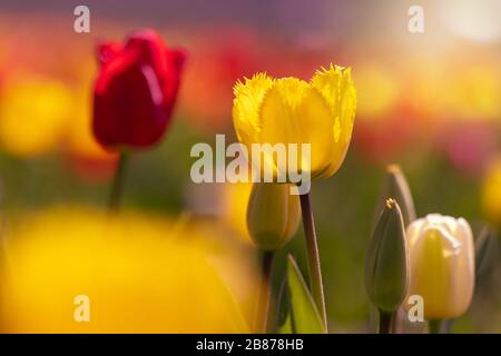 Tulpenfeld mit gelben und roten Tulpen in Hintergrundbeleuchtung, Deutschland. Fotos mit Hintergrundbeleuchtung Stockfoto