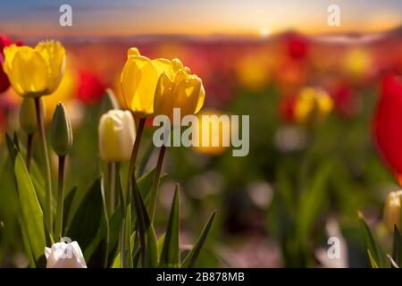 Tulpenfeld mit Sonnenaufgang. Gelbe und rote Tulpen im Rücklicht, Deutschland. Fotos mit Hintergrundbeleuchtung Stockfoto