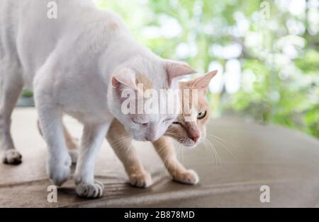 Süße Kitty Katze im schwarzen Studio. Hübsches Tier Stockfoto