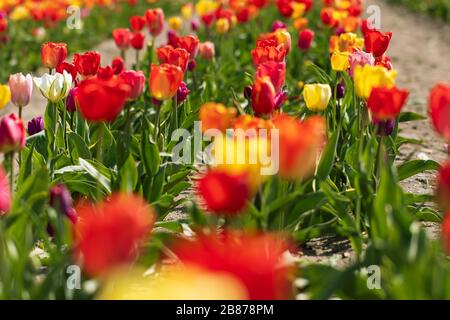 Buntes Tulpenfeld im Sonnenschein. Gelbe, rote, pinke und weiße Tulpen im Rücklicht, Deutschland. Fotos mit Hintergrundbeleuchtung Stockfoto