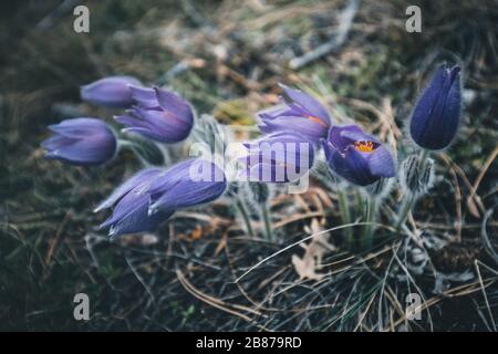 Der purpurne Krokus blüht in der Natur Stockfoto