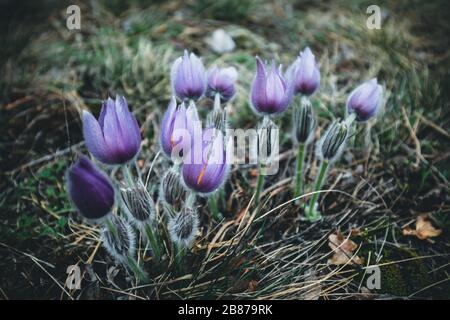 Der purpurne Krokus blüht in der Natur Stockfoto