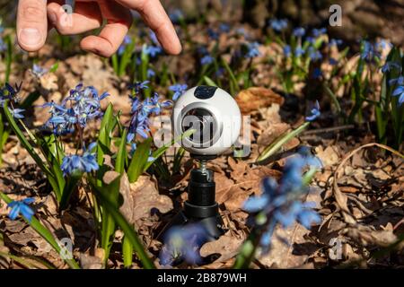 360-Grad-Kamera in blauem scilla wilde Schneetropfen blühen sonnige Frühlingsblumen Naturmakro im Wald. Netter Tech Nahaufnahme wilde Natur Stockfoto