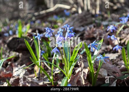 Blue scilla wilde Schneetropfen blühen sonnige Frühlingsblumen Naturmakro im Wald. Schöne romantische Jahreszeit nahe der wilden Natur Stockfoto