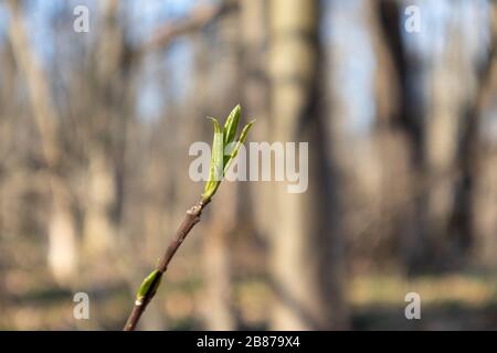 Frühling kleine grüne Blätter Knospe sprießende Baumzweige in Wald. Sonnige Natur junge Pflanze erwacht in hellen Lichtfarben Stockfoto