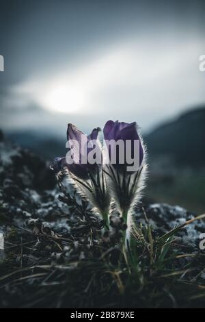 Der purpurne Krokus blüht in der Natur Stockfoto