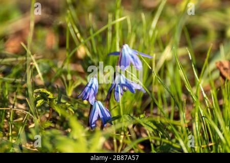 Blue scilla wilde Schneetropfen blühen sonnige Frühlingsblumen Naturmakro im Wald. Schöne romantische Jahreszeit nahe der wilden Natur Stockfoto