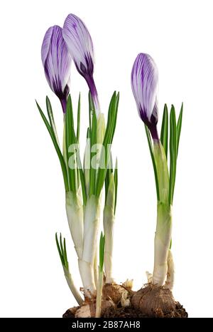 Wundervolle violette Krokusse (Magnoliopsida) isoliert auf weißem Hintergrund, einschließlich Beschneidungspfad. Deutschland Stockfoto