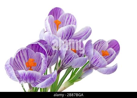 Wundervolle, blütenende violette Krokusse (Magnoliopsida) isoliert auf weißem Hintergrund, einschließlich Beschneidungspfad. Deutschland Stockfoto
