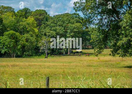 An einem sonnigen Tag im Spätsommer ruhen Pferde und Kühe an einem heißen Nachmittag auf den grasigen Feldern des Ackerlandes unter den Bäumen Stockfoto