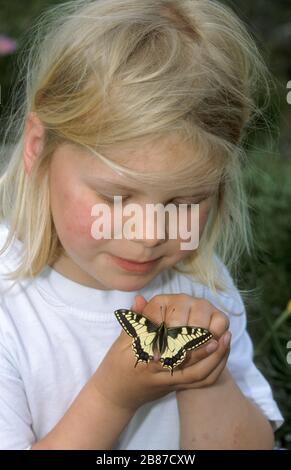 Kind mit einem Schwalbenschwanz, Schwalben-Schwanz, Papilio machaon, Old World Swallowtail, gewöhnlicher gelber Schwalbenschwanz, Schwalbenschwanz Stockfoto