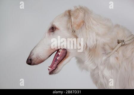 Süßer russischer Jagdaufseher aus nächster Nähe. Russkaja psowaja borzaya oder russischer Wolfhound. Haustiere. Isoliertes Objekt. Stockfoto