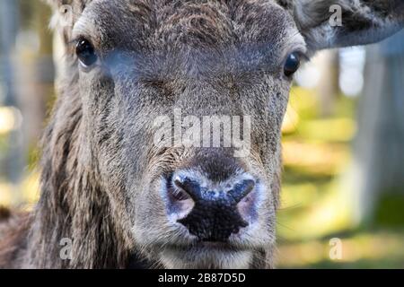 Kräftiger männlicher Rotwildkopf. Stockfoto