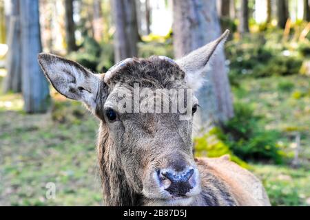 Kräftiger männlicher Rotwildkopf. Stockfoto