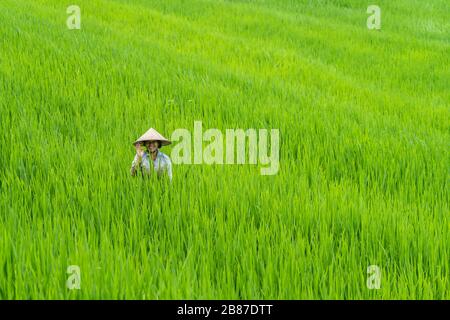 Balinesische Frau, die einen Hut trägt, der in Jatiluwih-Reisfeldern, Bali - Indonesien, arbeitet Stockfoto