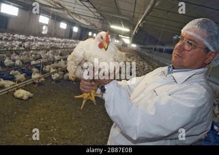 Hühnerbrütung der Gruppe "Amadori" in Cesena (Italien) Stockfoto