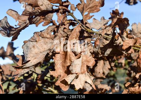 Eiche verlässt im Winter. Stockfoto