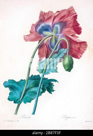 Handbemalte Gravurgravur aus dem 19. Jahrhundert, eine rote Mohnblume (Papaver) von Pierre-Joseph Redoute. Herausgegeben in Choix des Plus Belles Fleurs, Paris (186). Von Redouté, Pierre Joseph, 1759-1840.; Chapuis, Jean Baptiste.; Ernest Panckoucke.; Langois, Dr.; Bessin, R.; Victor, fl. CA. 1820-1850. Stockfoto